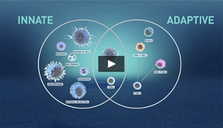 immune-2x.jpg